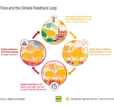 Graphic explaining the "fire-climate feedback loop," in which worsening forest fires contribute to climate change and vice-versa.