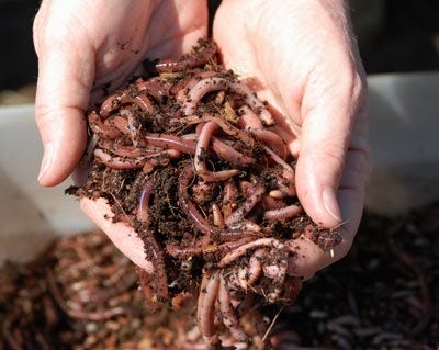 handful of worms