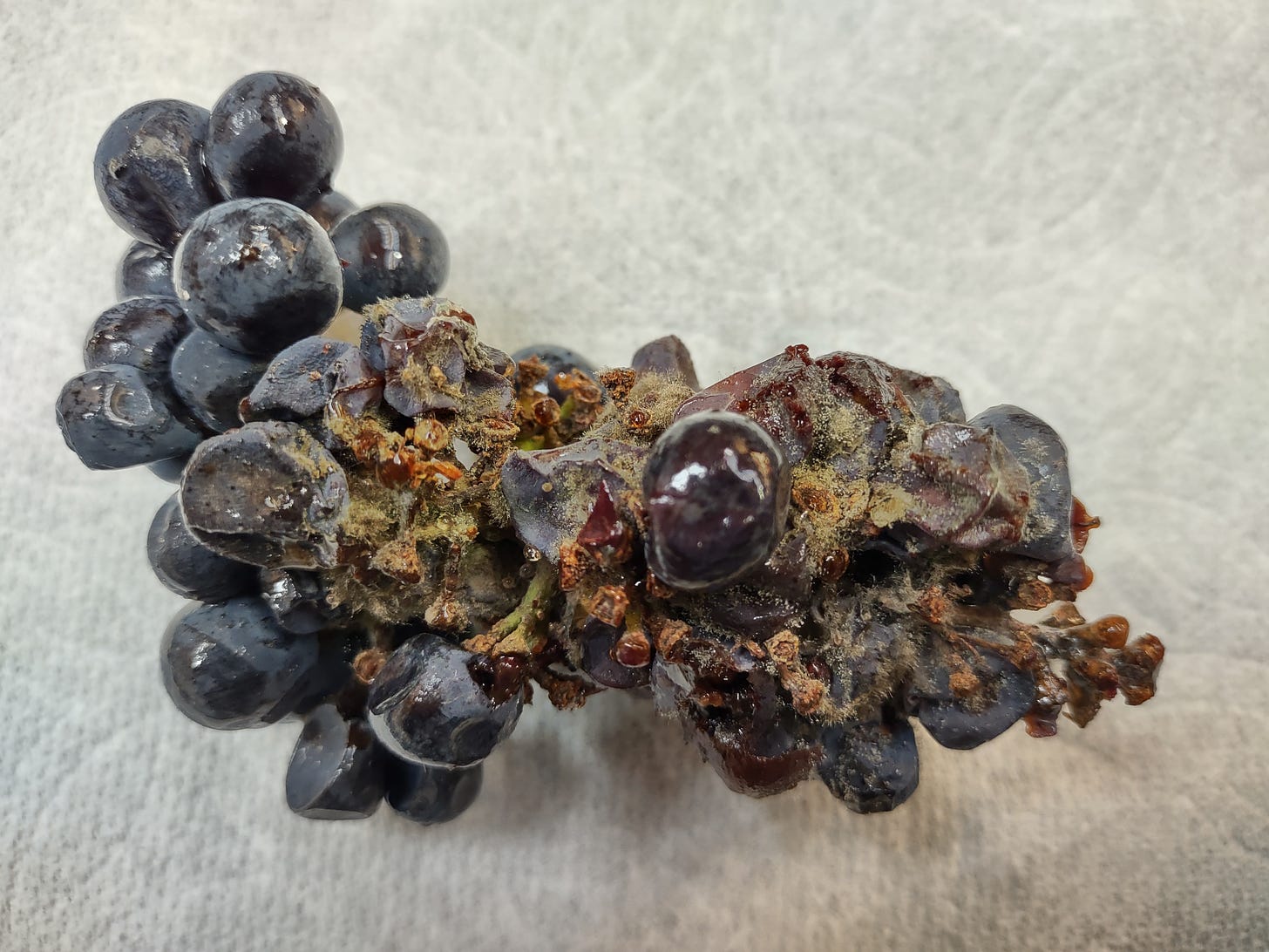 Botrytis compromised Pinot Noir cluster.