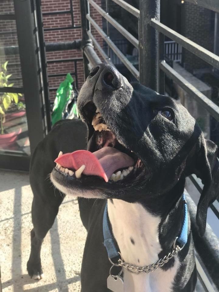 A black dog looking up into the sun with a big smile