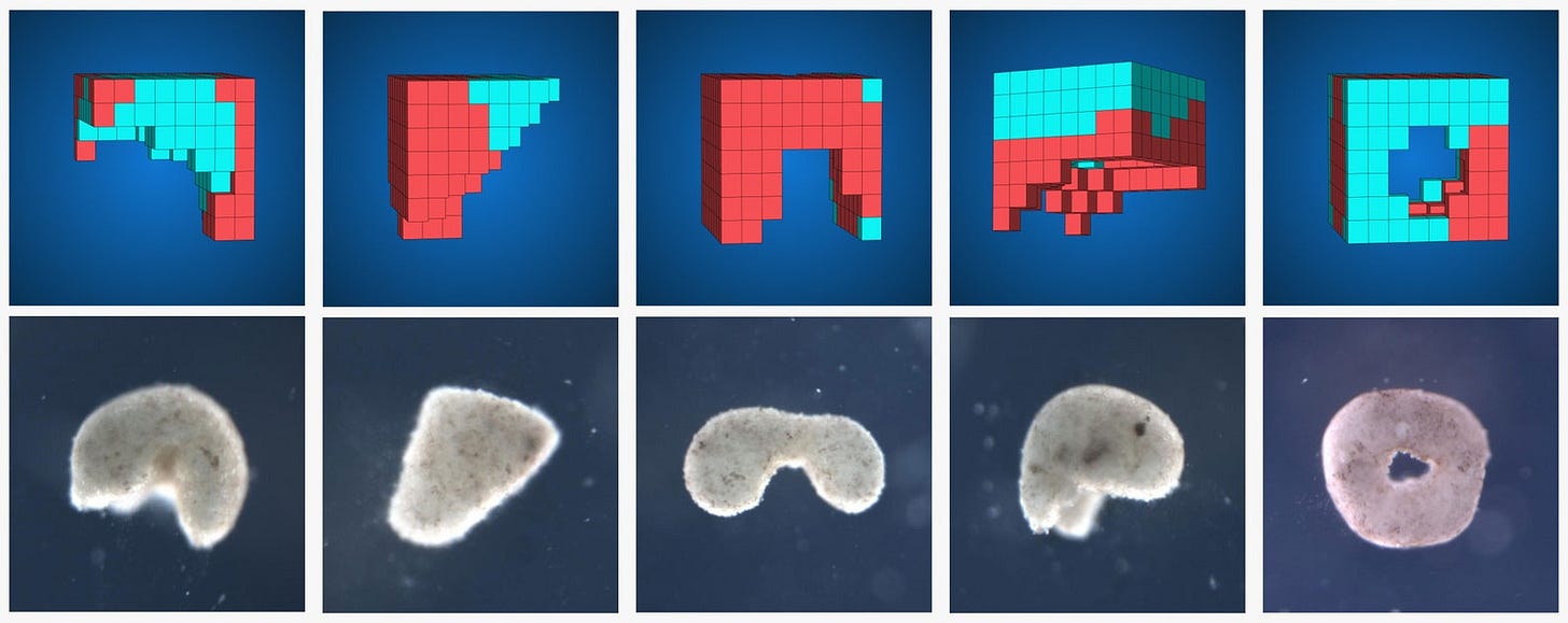 two rows of 5 photos the top row are cubed red and blue digitized sculpture the bottom row are the organisms