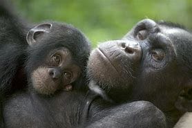 Image result for chimpanzee mother and child