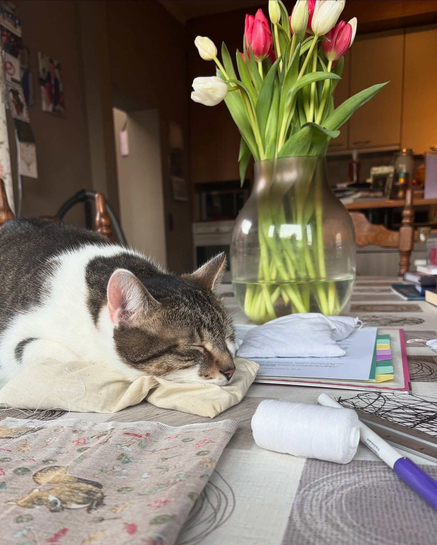 Mr. Darcy, my cat supervised my creative encounter