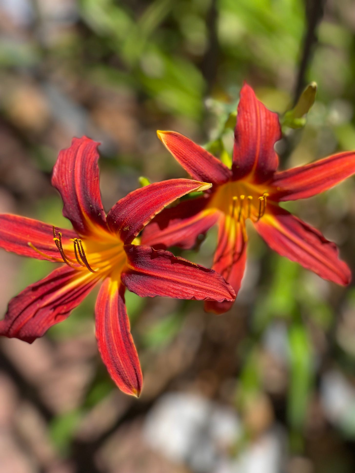 "It is Clarissa," he said. by Anita Darcel Taylor