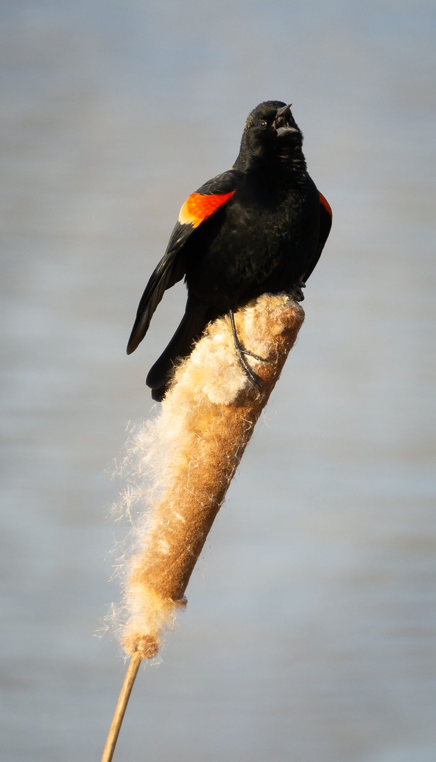 A male red-winged blackbird flashes his epaulets while singing atop a cattail, making eye contact with the camera.