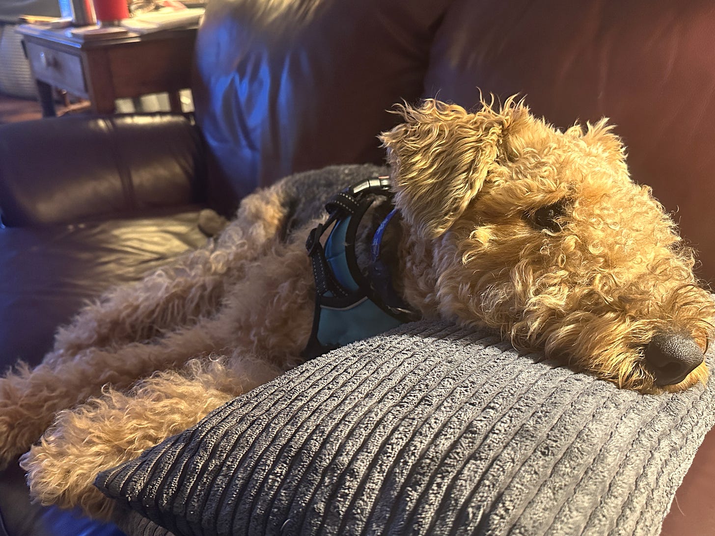 Airedale terrier stretched out on a couch