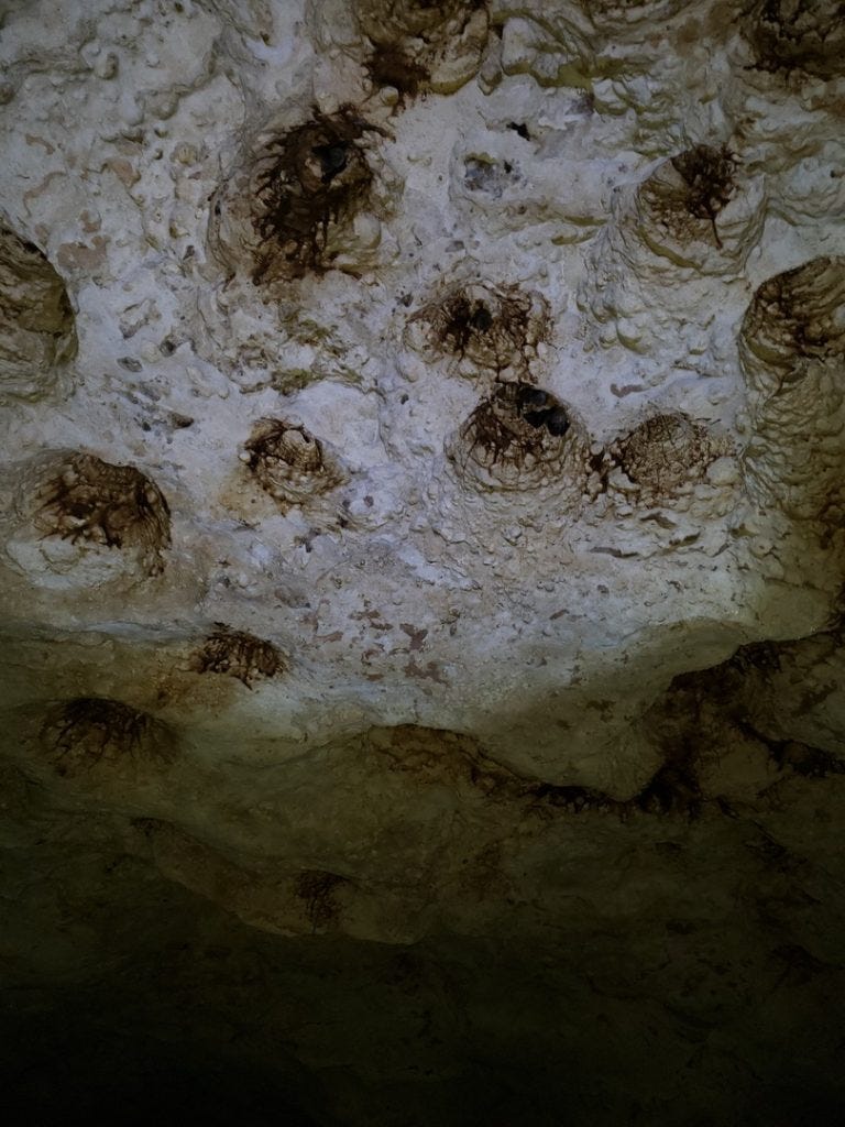 bats inside green grotto caves