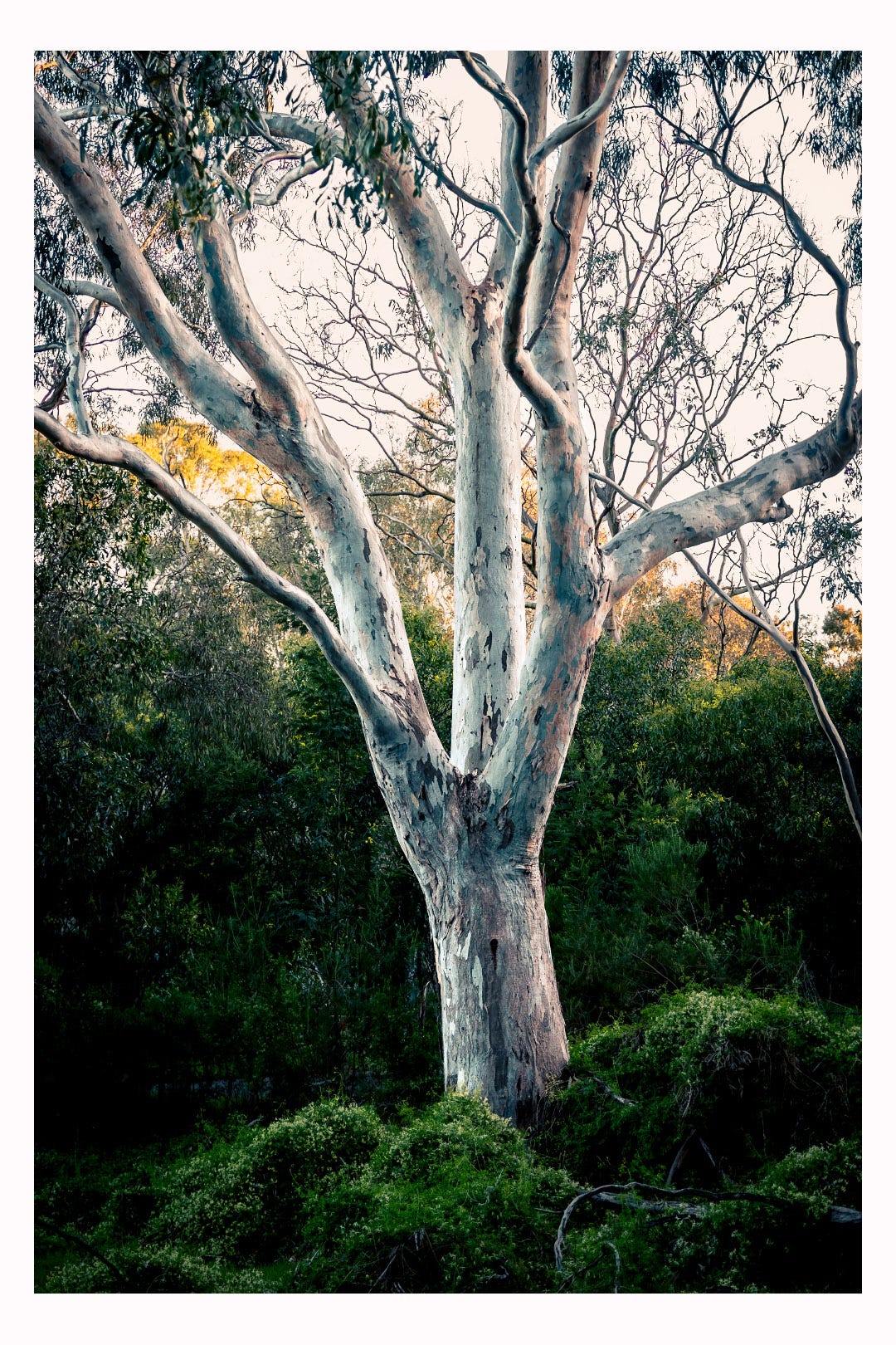 A eucalyptus tree with beautiful coloured bark surrounded by green scrubs in early morning light
