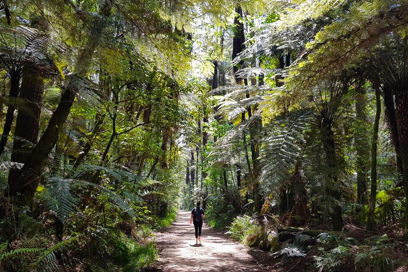 A person walks along a trail lined by ferns and trees.