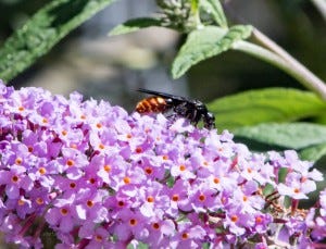 black and orange wasp