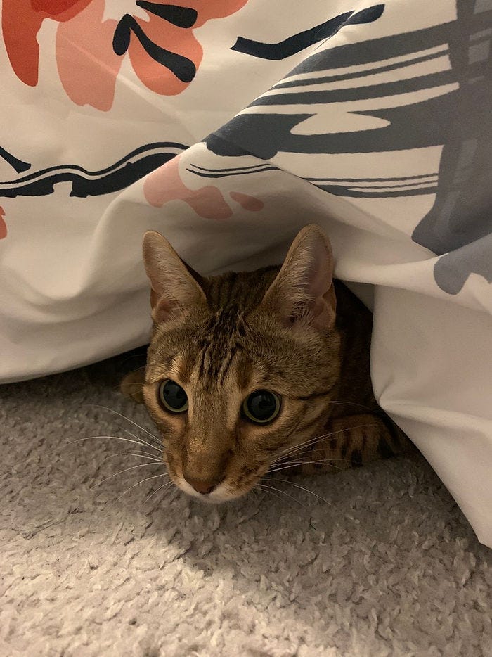 A cat named Nezuko hiding under the bed ready to pounce