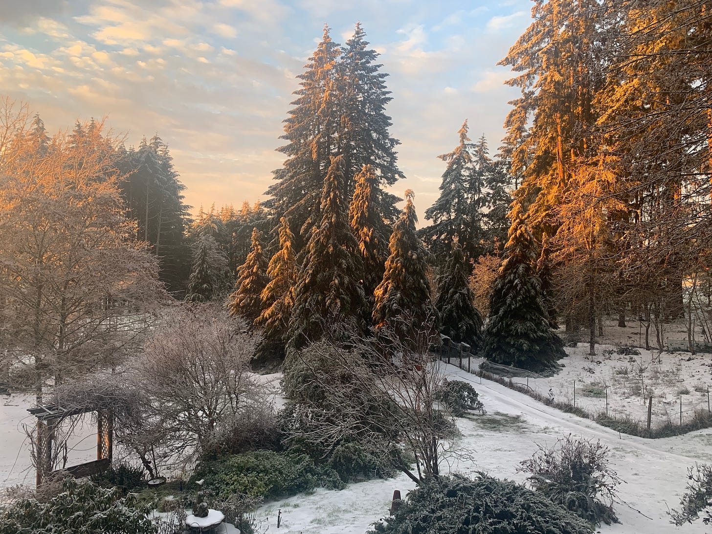 A winter scene with Douglas firs, bare trees, a bird bath, and a terrace catching the morning light.