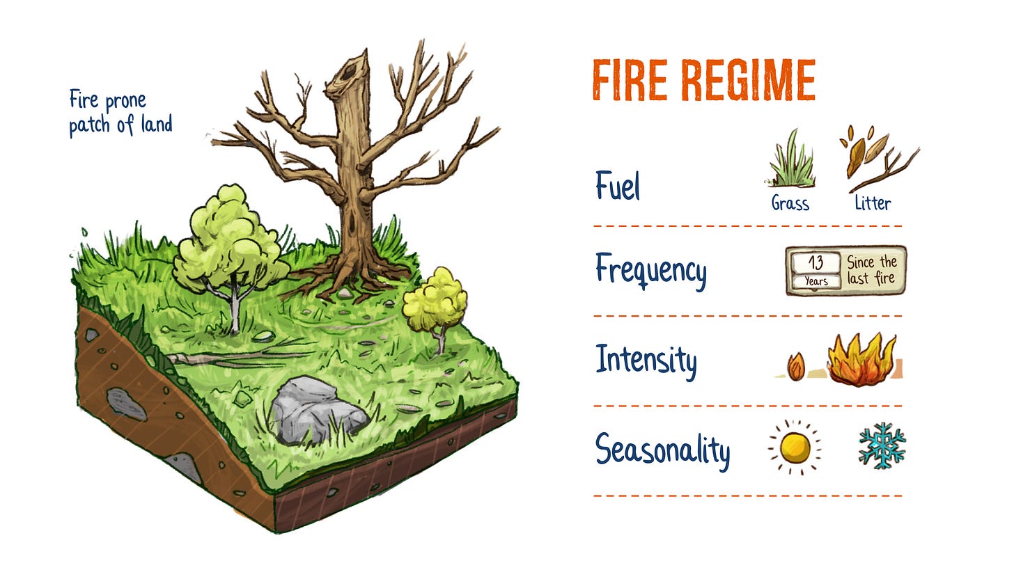 An infographic about the fire regime concept, showing a fire prone patch of land that has a certain fire type, frequency, intensity and seasonality