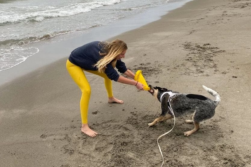 Scout the Australian cattle dog playing tug with her owner on the dog-friendly stretch of Cocoa Beach in Florida