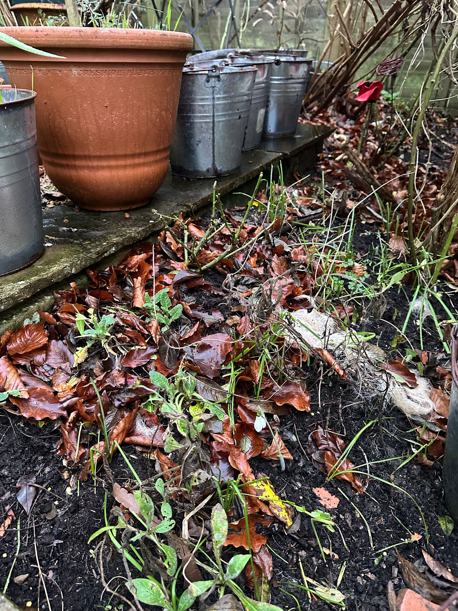 Untidy garden with leaves and pots