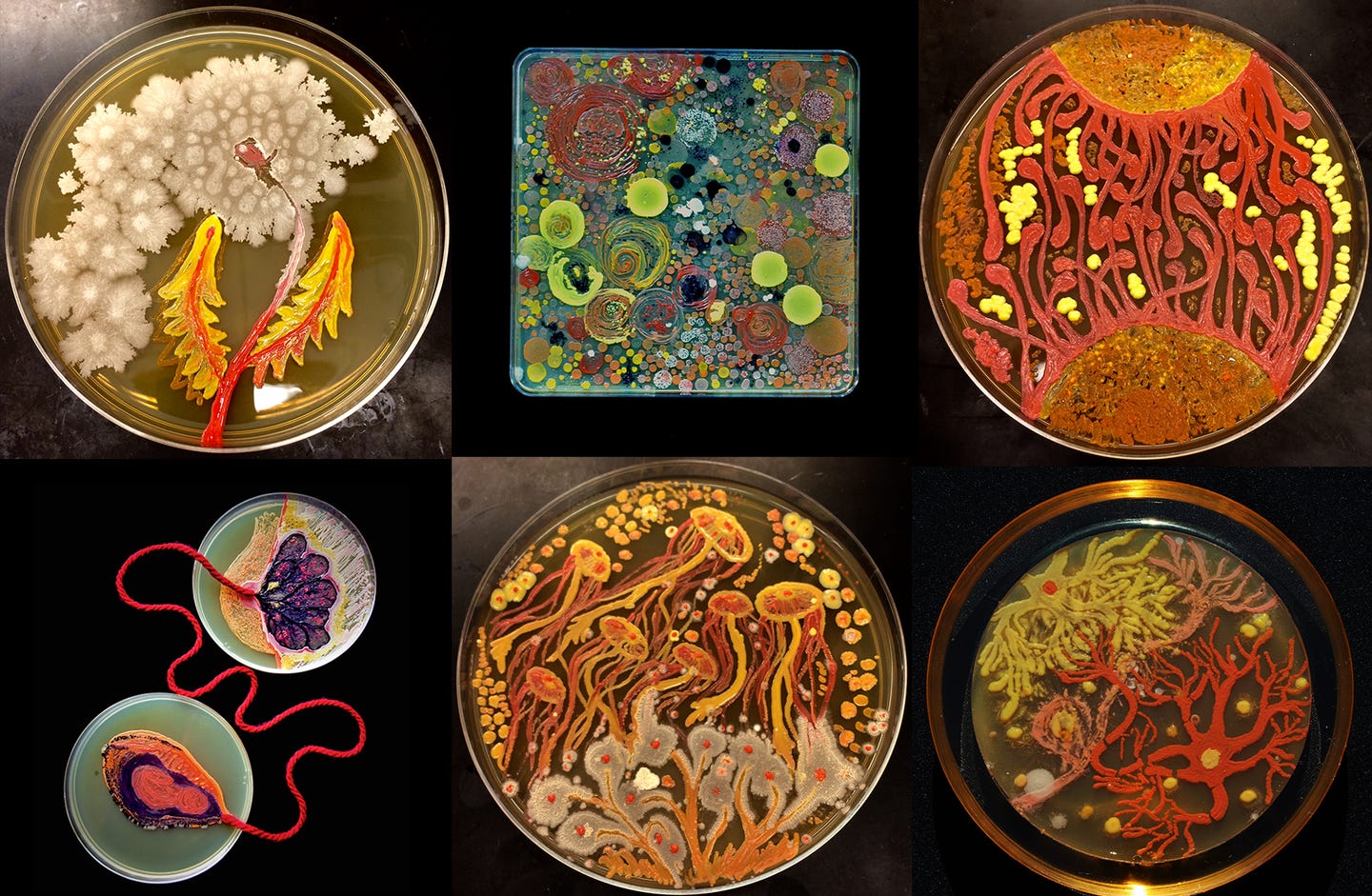 a collage of six plates of agar growing colorful bacteria that has been intentionally grown in artistic shapes. some of the plates include representations of jellyfish and neurons. there's also abstract art like two plates representing a connection between mother and child