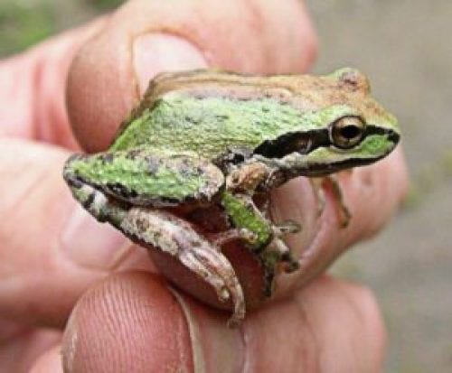 Pacific Treefrog (Pacific Chorus Frog) :