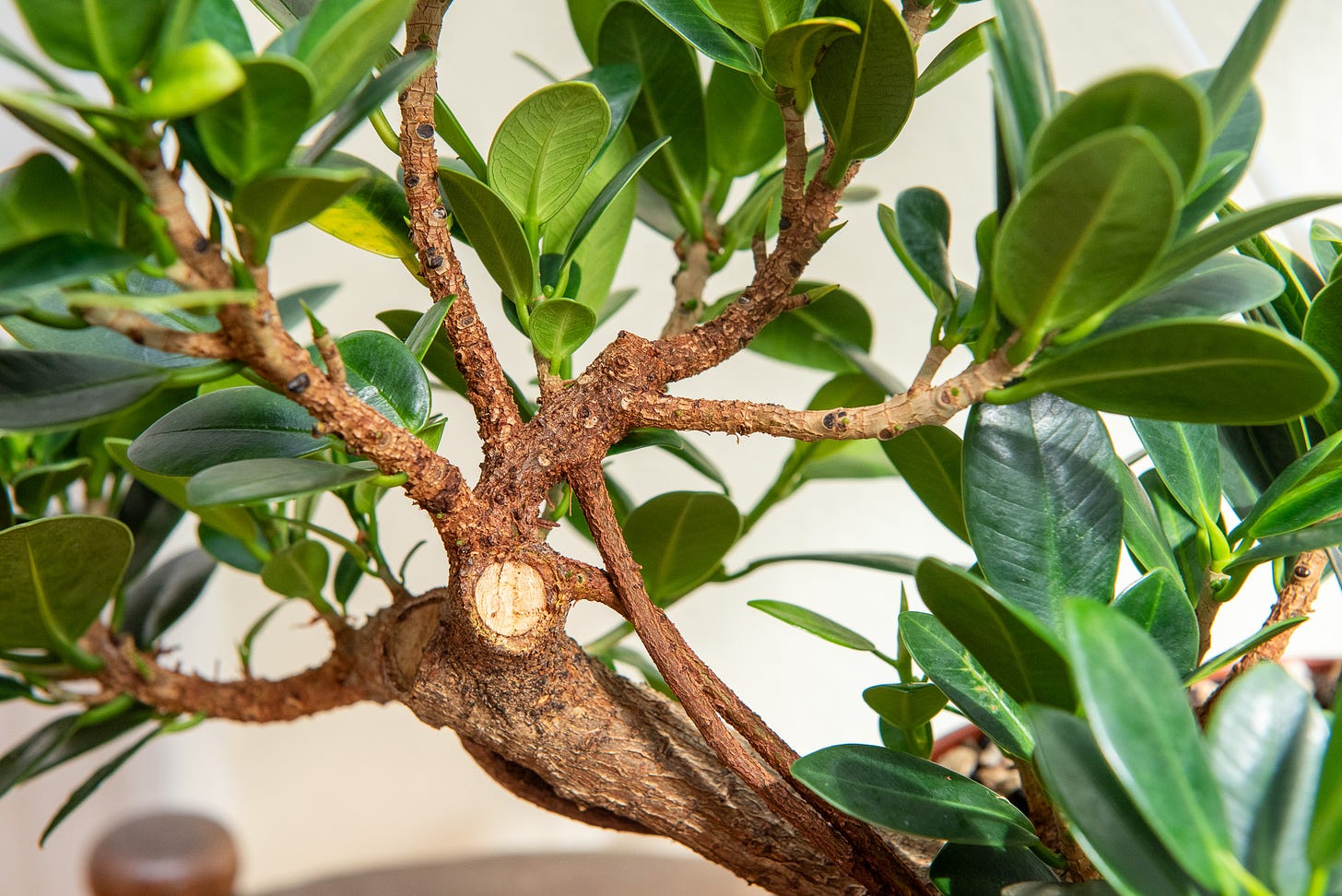 ID: ficus microcarpa raft bonsai