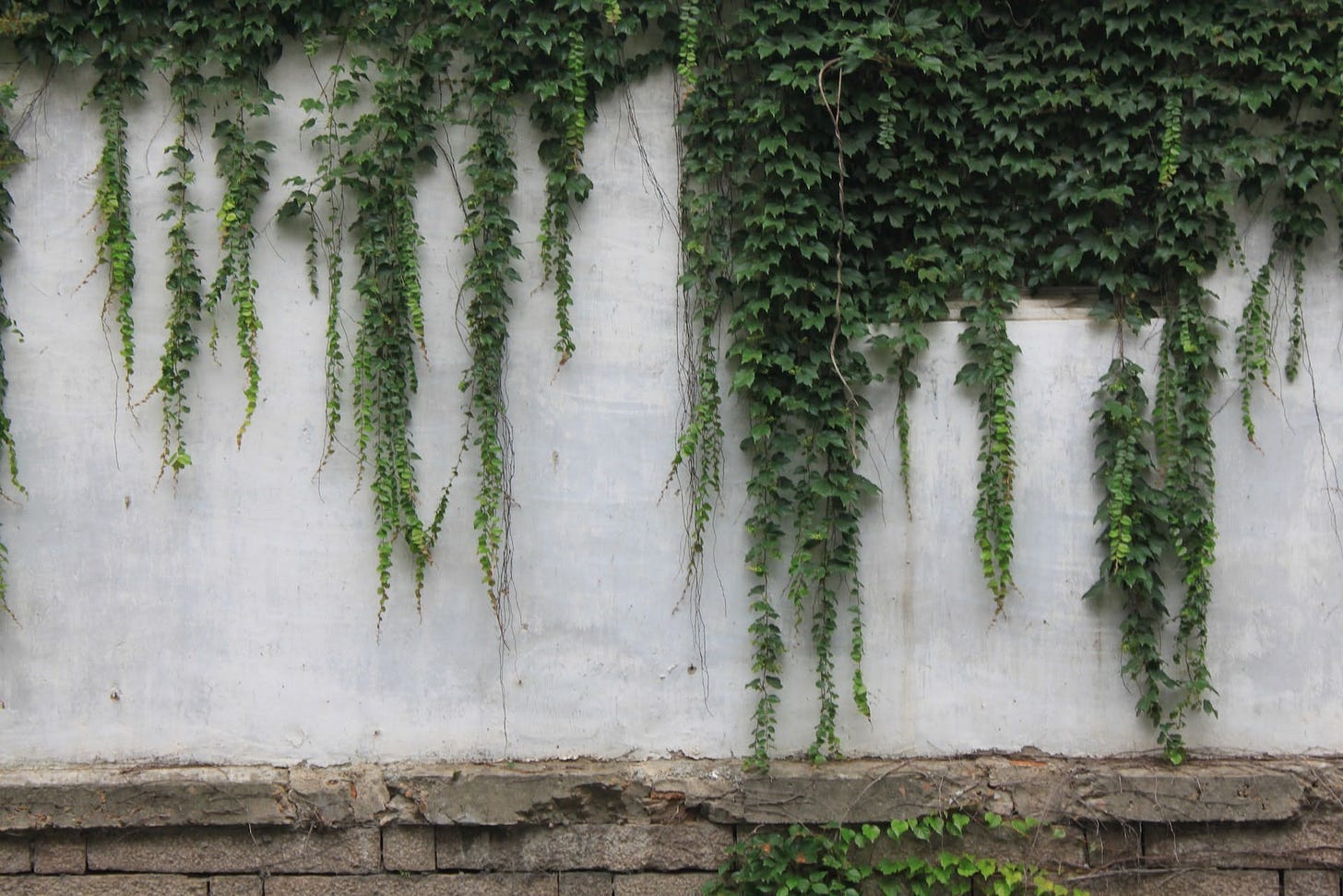 ivy covering a wall in green