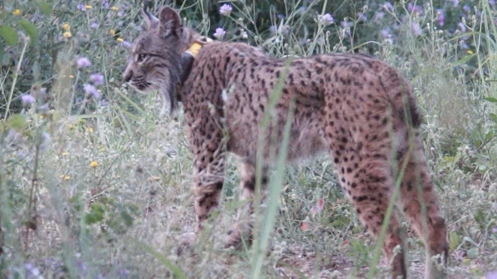 el lince ibérico Litio, fotografiado cerca de Barcelona