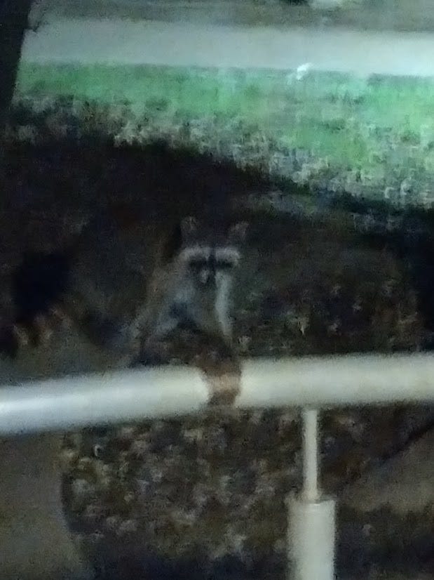 Blurry photo of a raccoon.