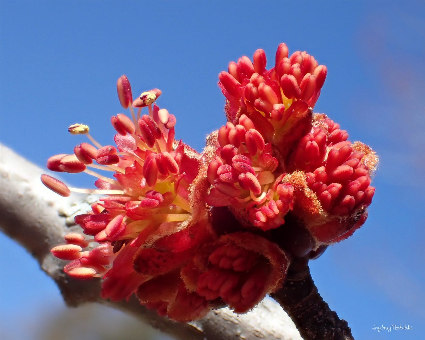 A close-up of a bright red maple blossom against a blue spring sky.