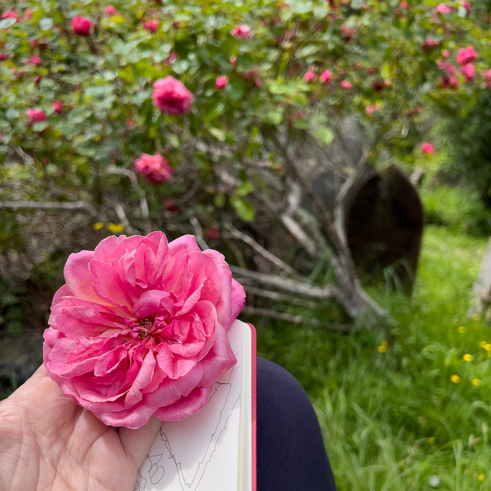 holding a rose and a sketchbook