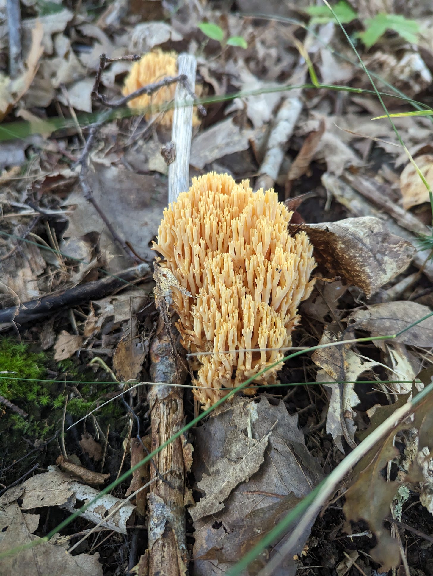 A photograph of cream-colored coral mushrooms among leaf litter on the forest floor.
