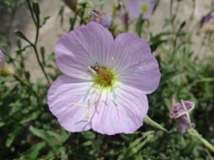 Pink Primrose