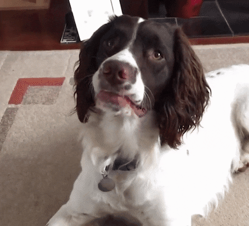 GIF of a very cute spaniel turning its head from side to side in confusion