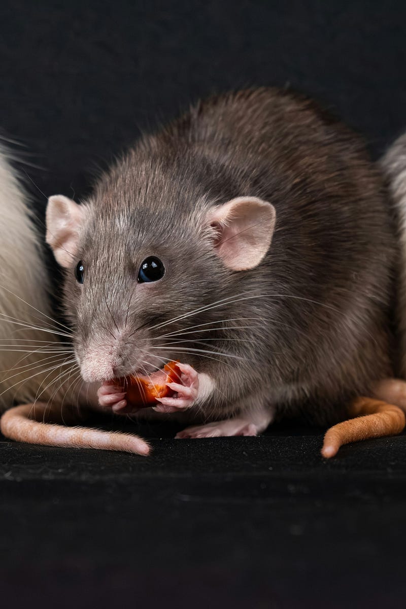 Rat nibbling his food Rat nibbling his food