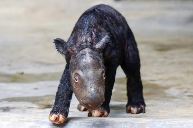 A baby Sumatran rhino
