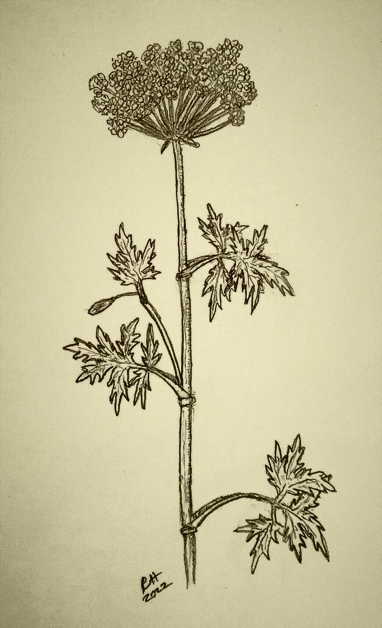 a sepia-toned sketch of a lovely ligusticum