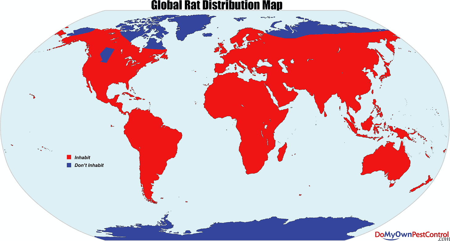 Global rat distribution map - Vivid Maps