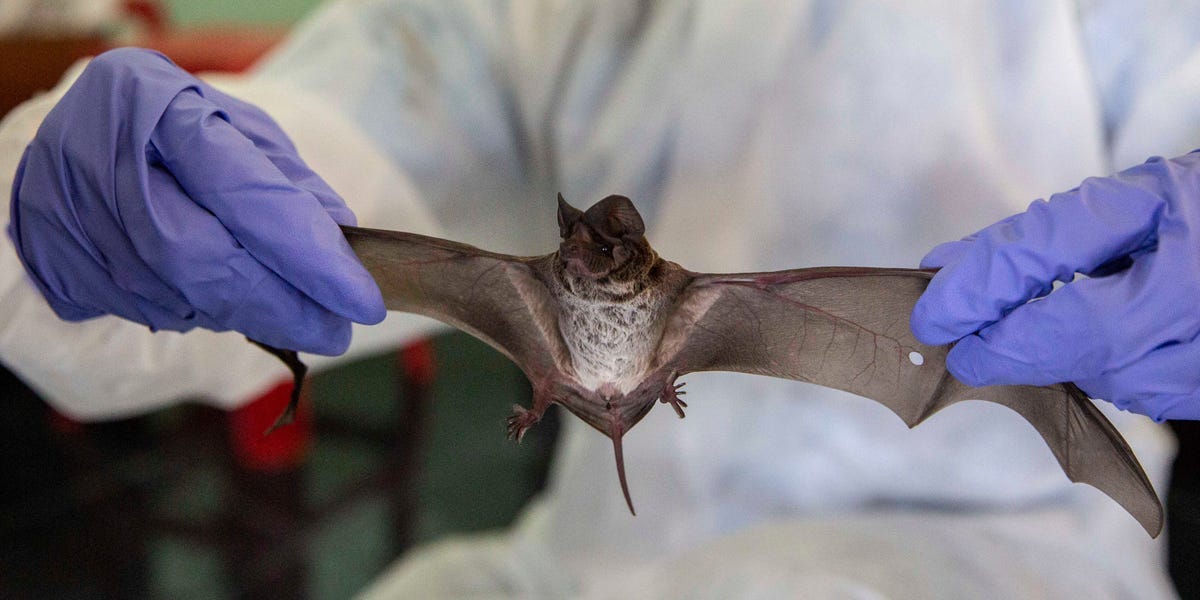 China Blockades Bat Caves Where Scientists Hope Coronavirus Clues Lie