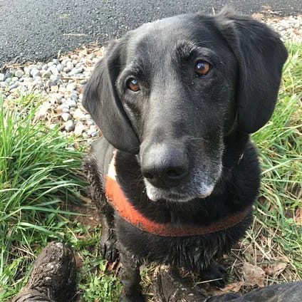 A black labrador dog sitting in grass