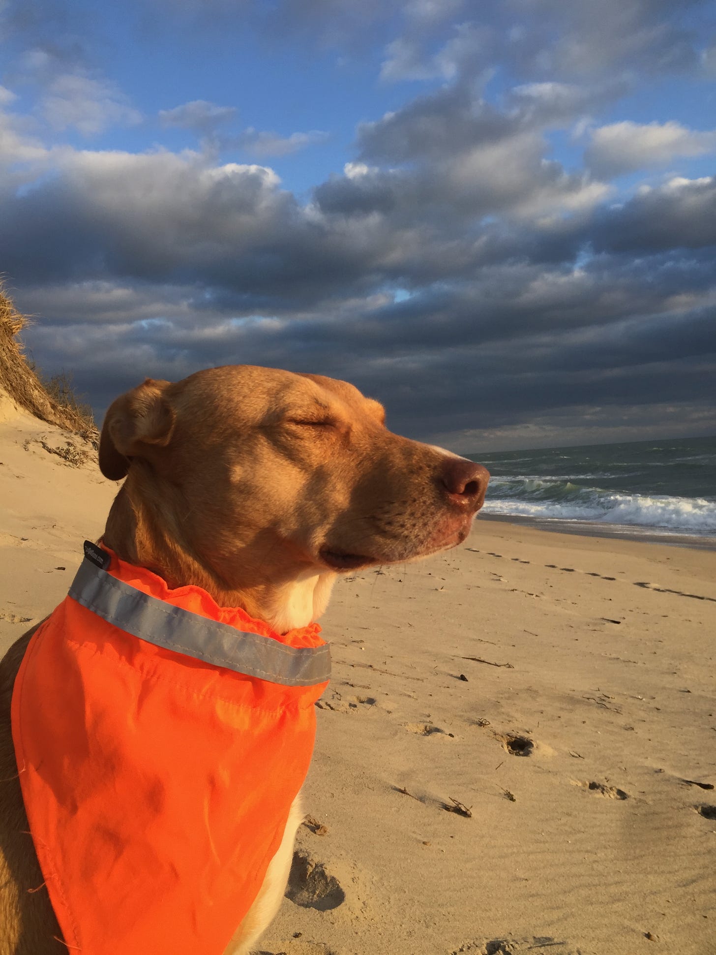 My dog Nessa sitting on the beach in golden late afternoon sunlight. The sky and ocean behind her are dark with storm clouds. She’s wearing an orange vest, her ears are back, and her eyes are closed, soaking in the sun, which is lighting up her face.