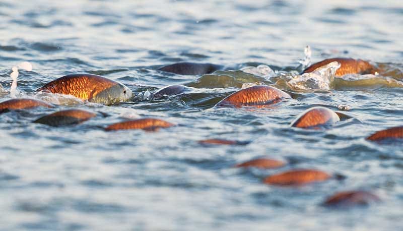 Redfish School Is In | Sport Fishing Mag