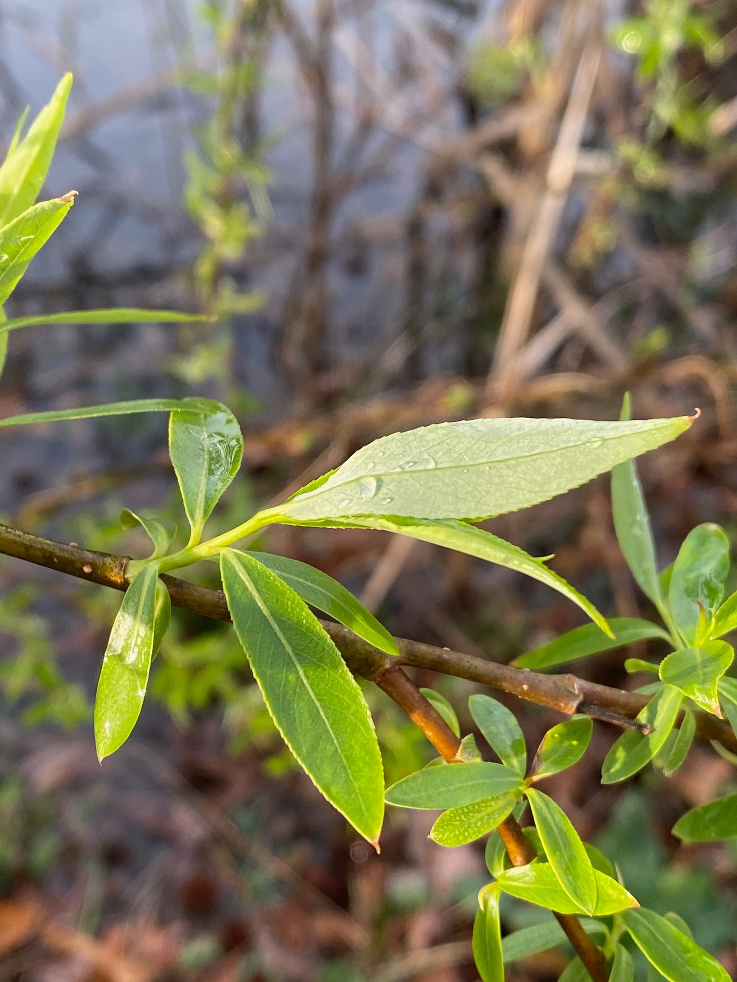Water beads up on the silky underside of the young willow leaf  (center). 