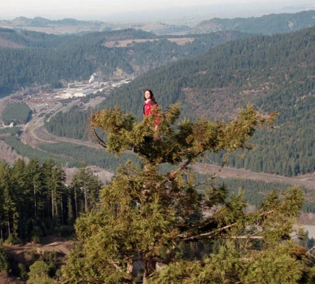 On December 10, 1997 Julia Hill climbed a 1500-year-old redwood tree named Luna and she didn’t come down for another 738 days.