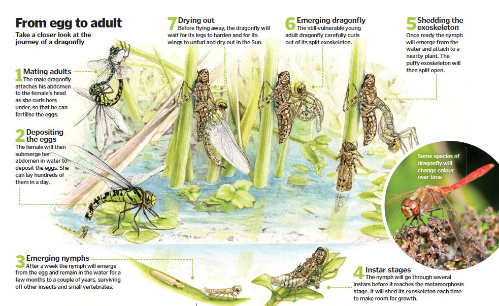 Early Life in the Water: Dragonflies, Mosquitos and Other Flying Insects -  LDP Watersheds