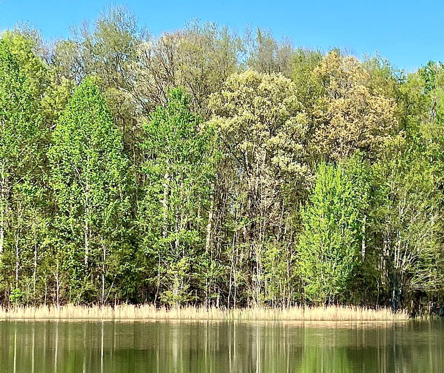 Trees reflected in water with wheat colored grasses at the base of the trees.