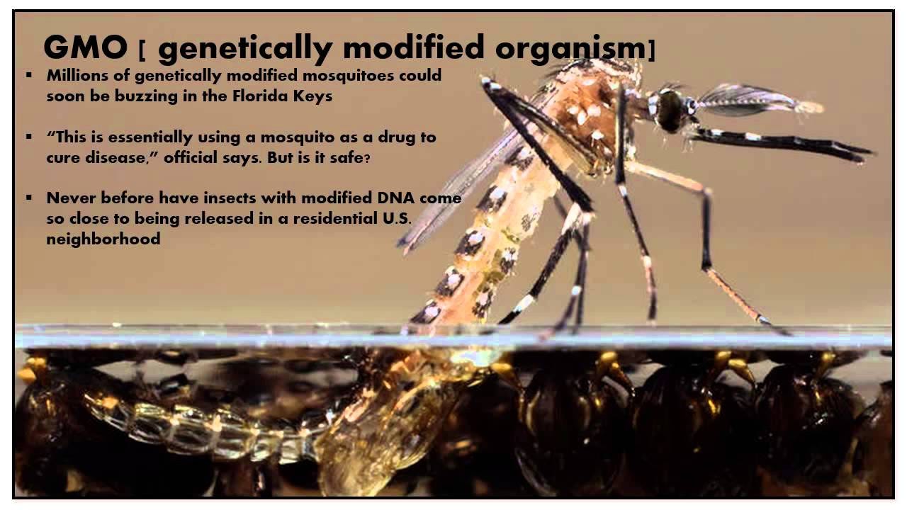 Genetically Modified Mosquitoes Could Be Released In Florida Keys - YouTube