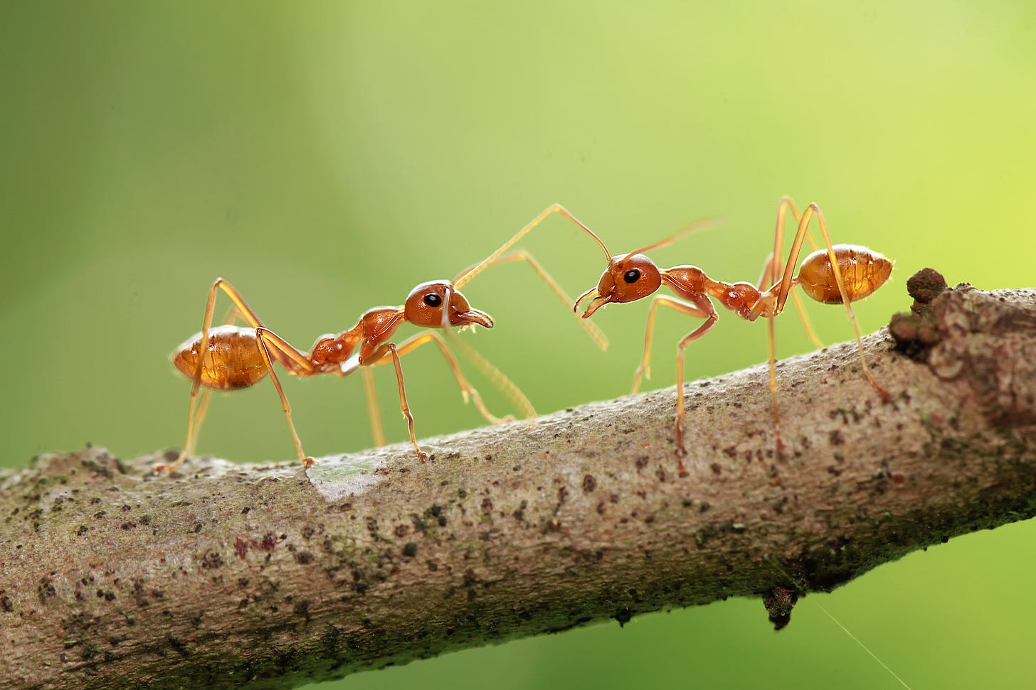 Fire ants in Indonesia.