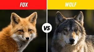 Difference between Fox and Wolf ...