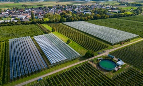A view of a research project on organic fruit cultivation under solar panels, in Gelsdorf, Germany. 