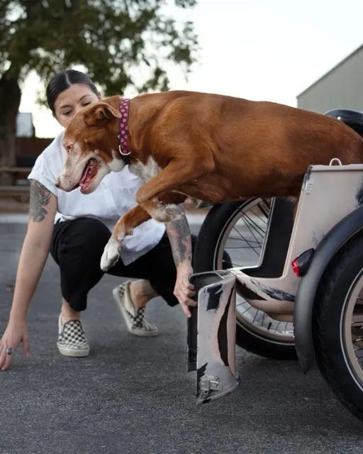 A closer look at the doggy door on the MOD Easy SideCar 3 electric bike. 