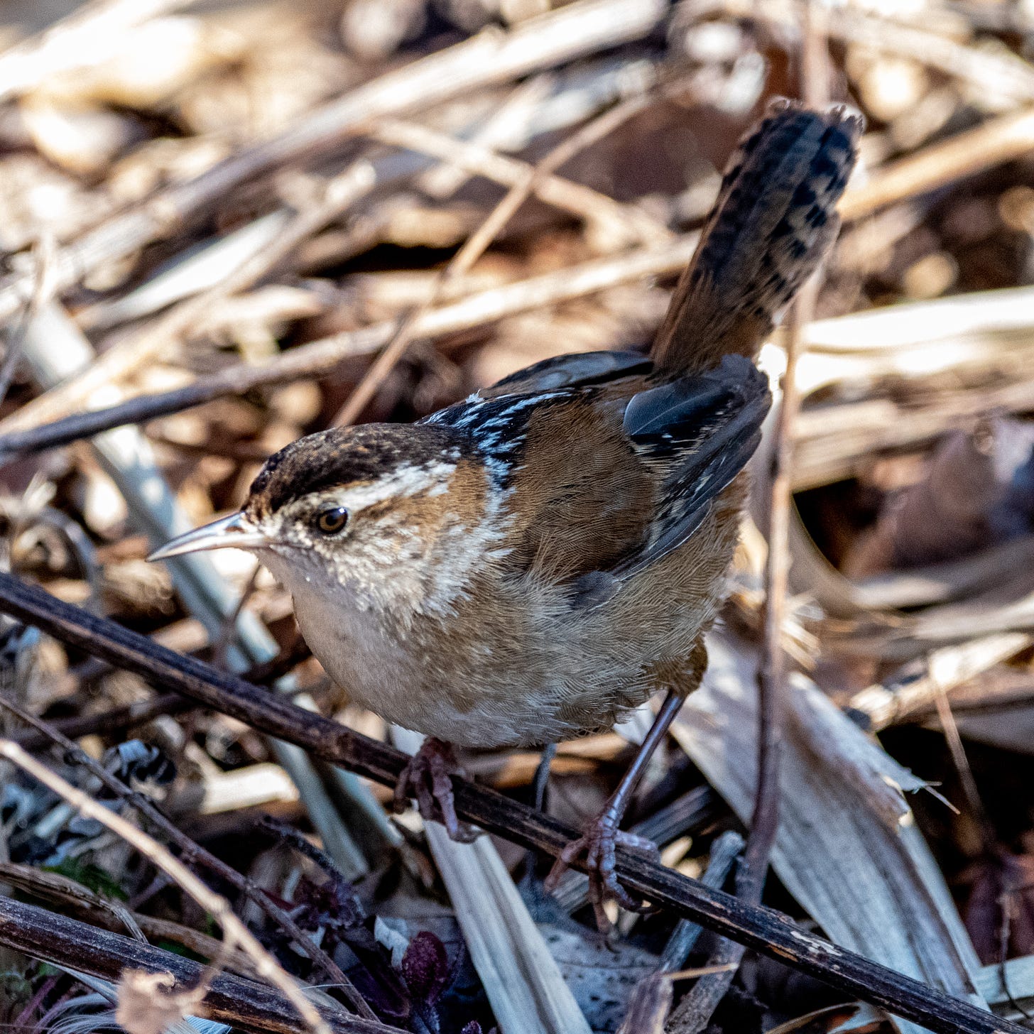 Marsh wren, head in sun and body in shadow, perched on a dried stem, tail up