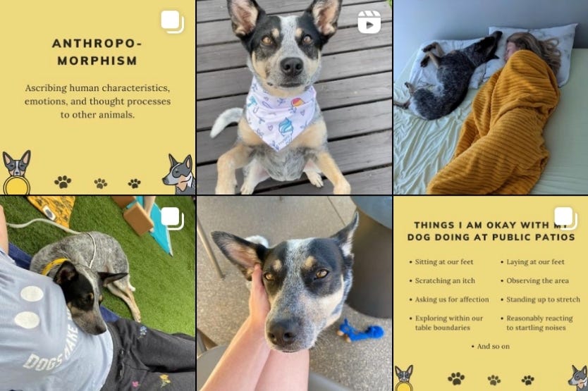 A screenshot of our Paws and Reflect dog Instagram account as it appeared on July 19th 2021