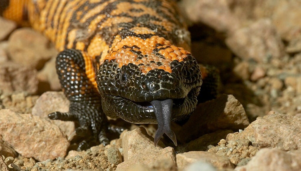 Gila Monster | San Diego Zoo Wildlife Explorers